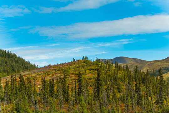 Evergreen forests and rolling hills under a bright blue sky with wispy clouds. Yukon, Canada