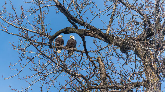Two bald eagles perched on leafless tree branches against a clear blue sky. Anchorage, Alaska, USA