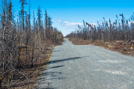 A narrow gravel road flanked by sparse, barren trees under a clear blue sky. Kenai Peninsula, Alaska., USA