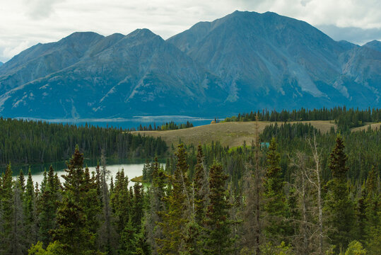 Lush evergreen forest with mountains in the background under a cloudy sky. Yukon Territory, Canada