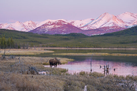 Majestic moose grazes by serene lake with snowcapped mountains in the background at sunset Healy, Alaska, USA