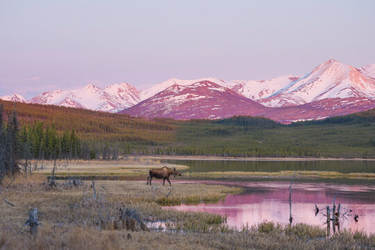 Majestic mountains at sunrise with moose grazing by a serene lakeside in pinkish glow. Healy, Alaska, USA