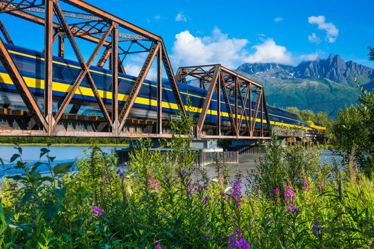 A colorful train crosses a steel bridge with mountains in the background and wildflowers in front. Palmer, Alaska, USA
