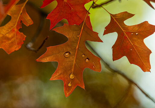 Close-up of autumn leaves with water droplets against a blurred background. New York, USA