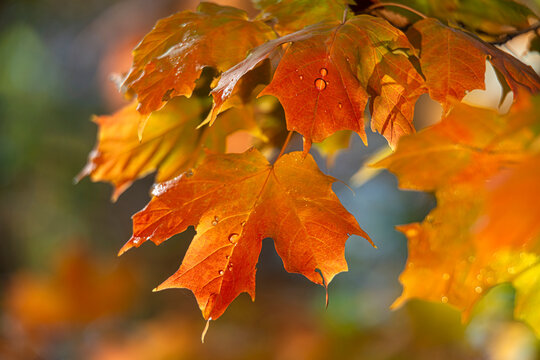 Vibrant close-up of autumn maple leaves with dew droplets and sunlight highlighting textures. Central Park, New York City, USA