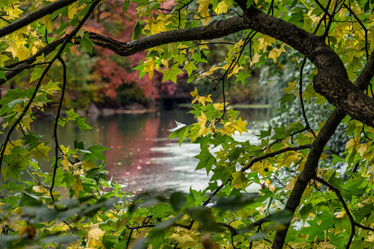 Lush green and yellow leaves frame a serene lake with vibrant autumn foliage in the distance. Central Park, New York City, USA