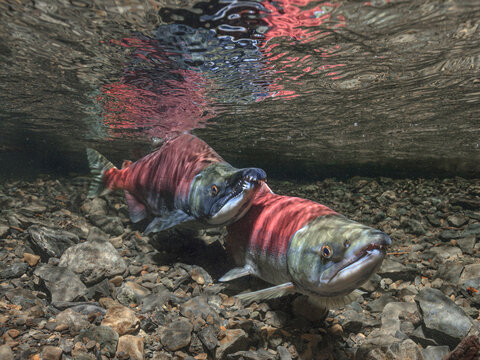 Two salmon quivering, swimming upstream in a rocky, clear freshwater environment. Alaska, USA