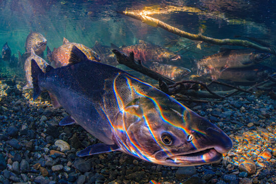 Refracted dappled light, salmon swimming underwater with colorful reflections and rocky riverbed. Alaska, USA