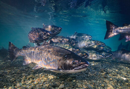 Underwater view of Coho Salmon spawning migration over a rocky riverbed in clear blue water. Alaska, USA