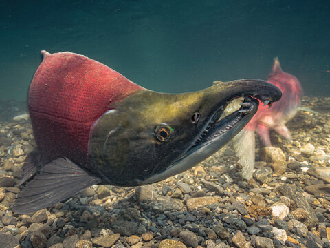 Close-up of a vibrant Male Sockeye Salmon swimming in a clear, rocky underwater environment. Alaska, USA