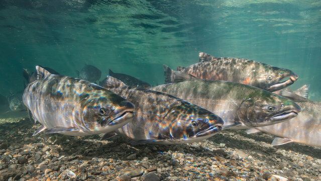 Silver Salmon swimming in clear freshwater showing vivid scales and pebbled streambed below. Alaska, USA