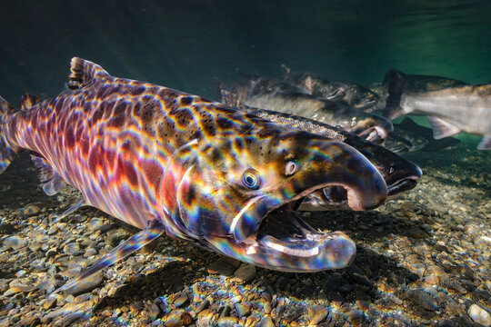 Underwater view of colorful Coho Salmon (Oncorhynchus kisutch) swimming in a clear river stream. Alaska, USA