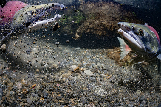 Stones fly between two salmon swimming upstream in a rocky, clear riverbed, underwater scene. Alaska, USA