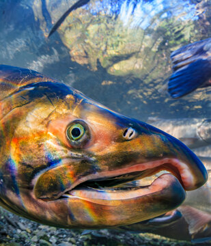 Close-up of a colorful Male Coho Salmon underwater with vibrant scales and open mouth. Alaska, USA