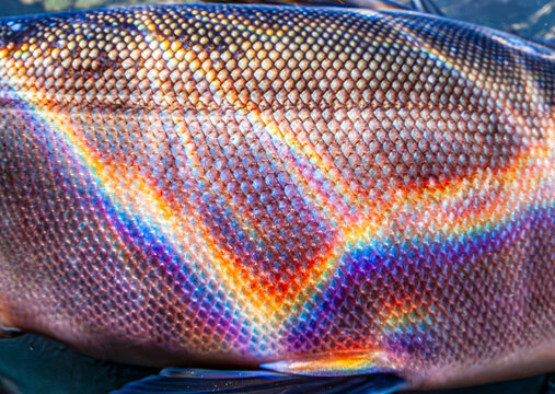 Close-up of fish scales displaying vibrant iridescent colors in prismatic light in rainbow pattern. Alaska, USA