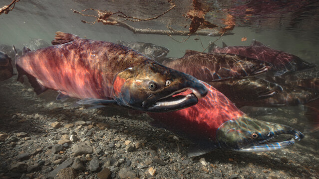 Underwater view of vibrant Coho and Sockeye salmon swimming in a rocky, clear riverbed. Alaska, USA