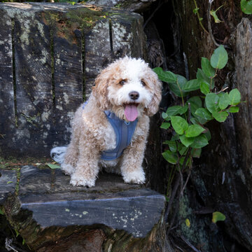 Fluffy dog with curly fur sitting on a wooden bench in a forested area. Ucluelet, Vancouver Island, Canada