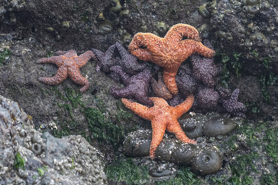 Several starfish clustered on a rocky, algae-covered surface near the ocean. Ucluelet, Vancouver Island, British Columbia, Canada