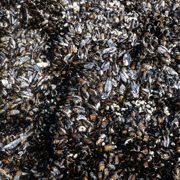 A dense cluster of black mussels covers a rocky coastal surface. Tofino, Vancouver Island, Canada