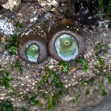 Two green sea anemones attached to a rock surrounded by green seaweed and barnacles. Ucluelet, Vancouver Island, Canada