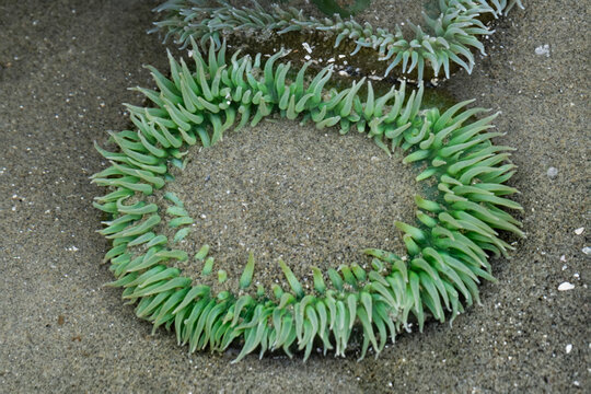 Close-up of a green sea anemone on sandy ocean floor with delicate tentacles. Tofino, Vancouver Island