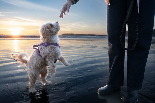 Cute dog on hind legs reaching for person's hand at the beach during sunset. Tofino, Vancouver Island, Canada