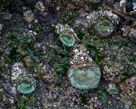 Sea anemones and barnacles on a rocky tidal surface at low tide. Ucluelet, Vancouver Island, Canada