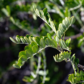 Close-up of vibrant green leaves on a plant branch with a blurred natural background. Kula, Maui, Hawaii, USA