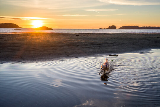 Dog runs through shallow water towards a beach at sunset, with islands in the distance. Tofino, Vancouver Island, Canada