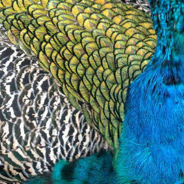 Close-up of vibrant peacock feathers in blue, green, and gold with intricate patterns. Haiku, Maui, Hawaii, USA
