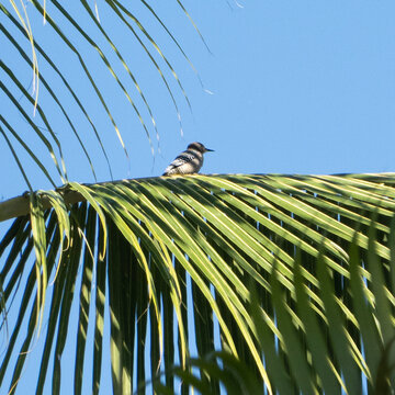 Bird perched on palm leaf against clear blue sky. Baja California Sur, Todos Santos, Mexico