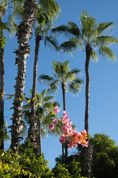 Tall palm trees with pink flowers in the foreground against clear blue sky Baja California Sur, Todos Santos, Mexico
