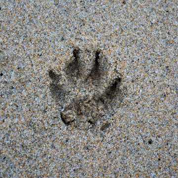 Dog paw print embedded in wet sand on a beach close-up detail. Todos Santos, Mexico