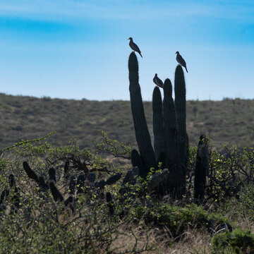 Desert landscape with birds perched on tall cacti under a clear blue sky. La Paz, Baja California Sur, Mexico