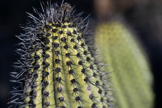 Close-up of a cactus with sharp spines against a dark blurred background. Todos Santos, Baja California Sur, Mexico