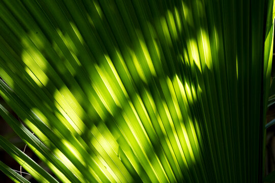 Sunlight casting shadows on a vibrant green palm leaf with natural textures and lines. Todos Santos, Baja California Sur, Mexico