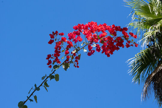 Bright red bougainvillea flowers and palm leaves against a clear blue sky. Todos Santos, Baja California Sur, Mexico