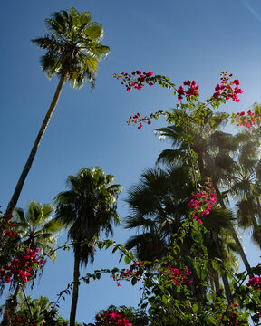 Tall palm trees and vibrant pink flowers against a clear blue sky Todos Santos, Baja California Sur, Mexico