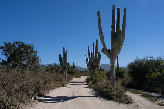 A dirt path lined with tall cacti under a clear blue sky in a desert landscape. Todos Santos, Baja California, Mexico