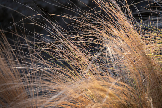 Windswept dry grass with thin, golden strands against a dark background. Todos Santos, Mexico