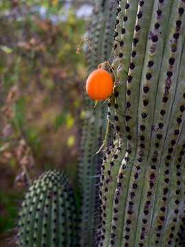 Close-up of a cactus with an orange fruit growing among its spines in a natural setting. Todos Santos, Mexico