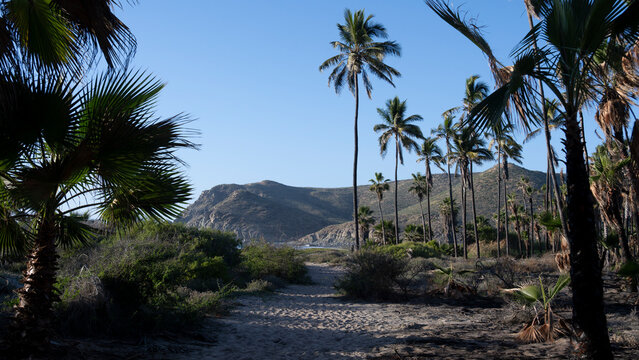 Desert path bordered by tall palm trees under a clear blue sky with distant hills. Todos Santos, Mexico