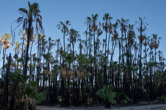 Tall palm trees against a clear blue sky forming a dense natural landscape. Todos Santos, Mexico