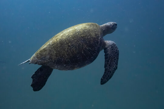 Sea turtle swimming gracefully through clear ocean waters. La Paz, Baja California, Mexico
