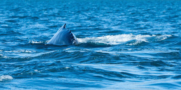 A whale's dorsal fin emerges from the ocean, surrounded by rippling blue sea waves. La Paz, Baja California Sur, Mexico