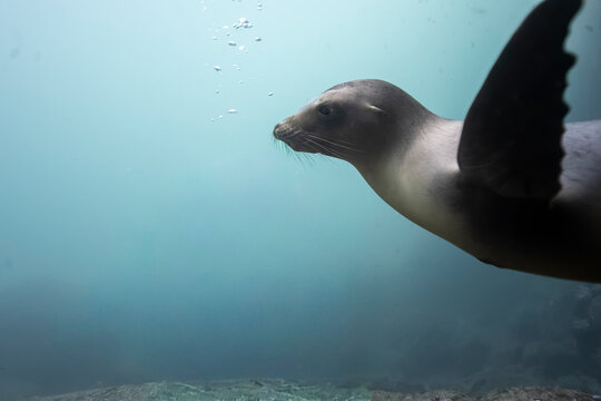 A seal swims gracefully underwater, surrounded by a clear blue ocean. La Paz, Baja California Sur, Mexico