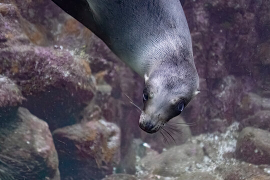A curious seal swims underwater surrounded by rocky marine environment. La Paz, Baja California Sur, Mexico