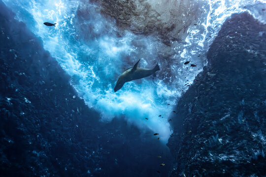 Sea lion swims through vibrant blue waves in a rocky underwater landscape La Paz, Baja California Sur, Mexico