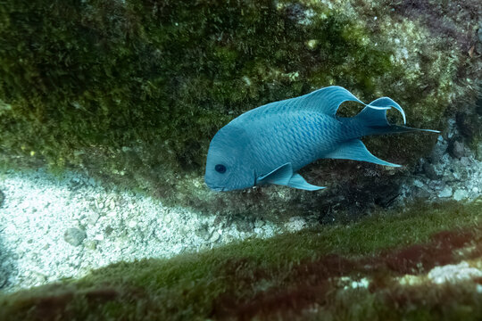 Blue fish swimming near algae-covered rocks underwater. La Paz, Baja California Sur, Mexico