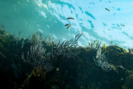 Underwater scene with fish swimming near coral reefs and sunlight filtering through water. La Paz, Baja California Sur, Mexico
